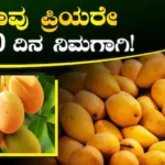 Mango Mela: ಇಂದಿನಿಂದ ಕಬ್ಬನ್ ಪಾರ್ಕ್‍ನಲ್ಲಿ ಹಣ್ಣುಗಳ ರಾಜನ ಅದ್ಧೂರಿ ದರ್ಬಾರ್, 10 ದಿನಗಳ ಕಾಲ ಮಾವು-ಹಲಸಿನ ಮೇಳ! | ಬೆಂಗಳೂರು ನಗರ ನ್ಯೂಸ್ (Bengaluru Urban News) | ACTPnews