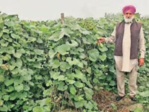 Seasonal Harvest : ಬೆಳೆ, ಬ್ಯಾಂಕ್‌ ಸಾಲ ಮಾಡಿಲ್ಲ: ನವೀನ ಕೃಷಿ ವಿಧಾನಗಳ ಮೂಲಕ ಕೈತುಂಬಾ ಲಾಭ ಪಡೆಯುತ್ತಿದ್ದಾರೆ 61 ವರ್ಷದ ಈ ರೈತ | Faridkot farmer Kothe Ramsar village of Kotkapura tehsil in Faridkot daily earnings | ವ್ಯಾಪಾರ ಸುದ್ದಿ | ACTPnews