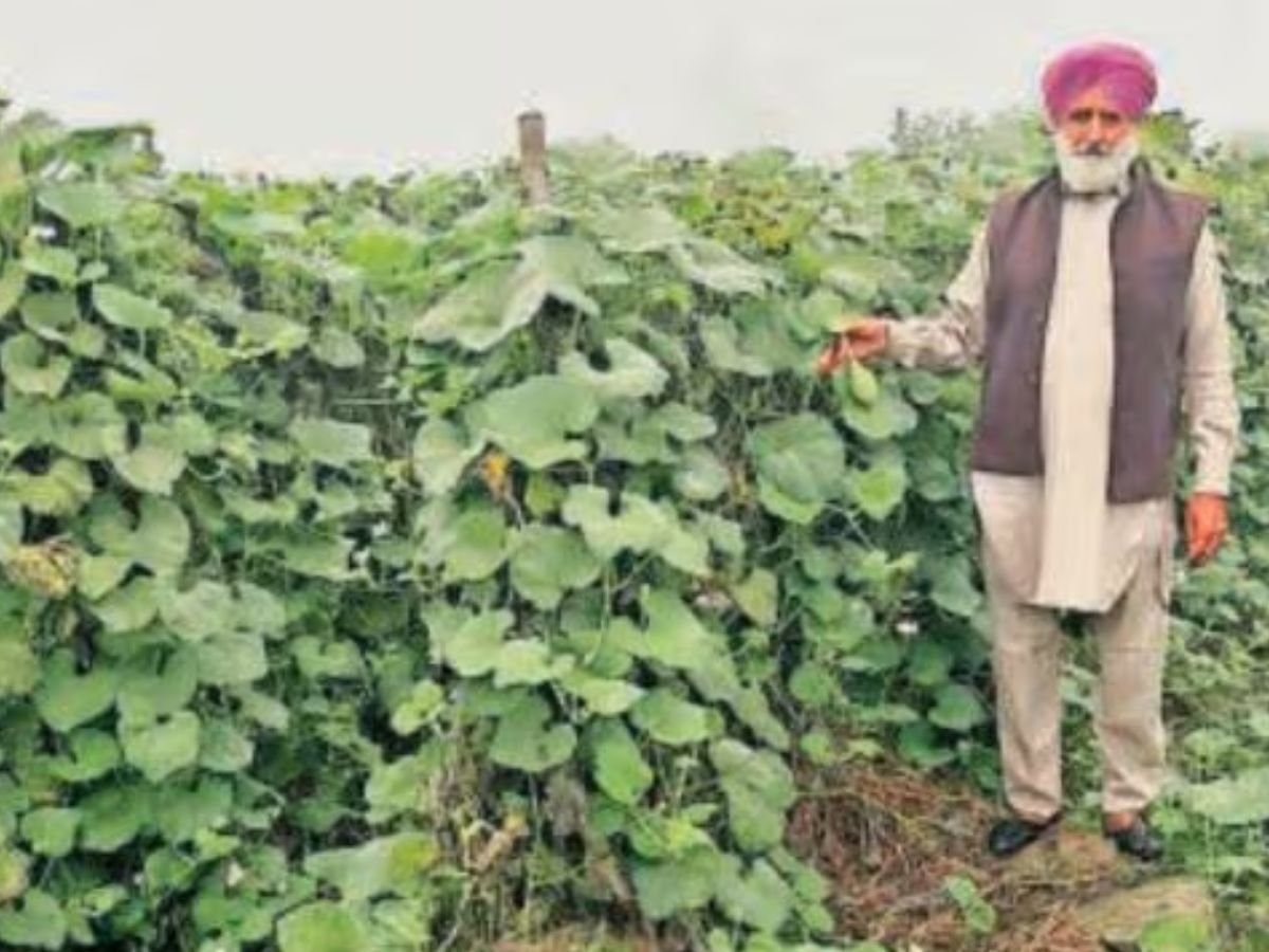 Seasonal Harvest : ಬೆಳೆ, ಬ್ಯಾಂಕ್ ಸಾಲ ಮಾಡಿಲ್ಲ: ನವೀನ ಕೃಷಿ ವಿಧಾನಗಳ ಮೂಲಕ ಕೈತುಂಬಾ ಲಾಭ ಪಡೆಯುತ್ತಿದ್ದಾರೆ 61 ವರ್ಷದ ಈ ರೈತ | Faridkot farmer Kothe Ramsar village of Kotkapura tehsil in Faridkot daily earnings | ವ್ಯಾಪಾರ ಸುದ್ದಿ