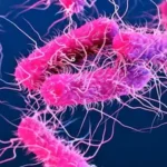 Shigella Case: ವಯನಾಡ್ನಲ್ಲಿ ಮತ್ತೆ 7 ಶಿಗೆಲ್ಲಾ ಸೋಂಕು ಪತ್ತೆ; ಕೇರಳದಲ್ಲಿ ಹೈ ಅಲರ್ಟ್ ಘೋಷಣೆ | ರಾಷ್ಟ್ರೀಯ ಮತ್ತು ಅಂತಾರಾಷ್ಟ್ರೀಯ ಸುದ್ದಿ | ACTPnews