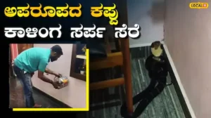 King Cobra Rescue: ರಜಾದಿನ ಮನೆಗೆ ಬಂದ ವಿಶೇಷ ಅತಿಥಿ ಕಂಡು ಕಂಗಾಲಾದ ಕುಟುಂಬಸ್ಥರು; 8 ಅಡಿ ಉದ್ದದ ಕಾಳಿಂಗ ಸರ್ಪ ಸೆರೆ | ರಾಷ್ಟ್ರೀಯ ಮತ್ತು ಅಂತಾರಾಷ್ಟ್ರೀಯ ಸುದ್ದಿ | ACTPnews