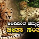 Cheetah: ಅಳಿವಿನಂಚಿನಿಂದ ಪುನರಾಗಮನದತ್ತ! ಭಾರತದಲ್ಲಿ 4 ವರ್ಷದಲ್ಲಿ 52ಕ್ಕೆ ತಲುಪಿದ ನಮೀಬಿಯಾ ಚೀತಾಗಳ ಸಂಖ್ಯೆ | ರಾಷ್ಟ್ರೀಯ ಮತ್ತು ಅಂತಾರಾಷ್ಟ್ರೀಯ ಸುದ್ದಿ | ACTPnews