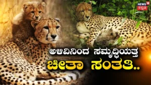 Cheetah: ಅಳಿವಿನಂಚಿನಿಂದ ಪುನರಾಗಮನದತ್ತ! ಭಾರತದಲ್ಲಿ 4 ವರ್ಷದಲ್ಲಿ 52ಕ್ಕೆ ತಲುಪಿದ ನಮೀಬಿಯಾ ಚೀತಾಗಳ ಸಂಖ್ಯೆ | ರಾಷ್ಟ್ರೀಯ ಮತ್ತು ಅಂತಾರಾಷ್ಟ್ರೀಯ ಸುದ್ದಿ | ACTPnews