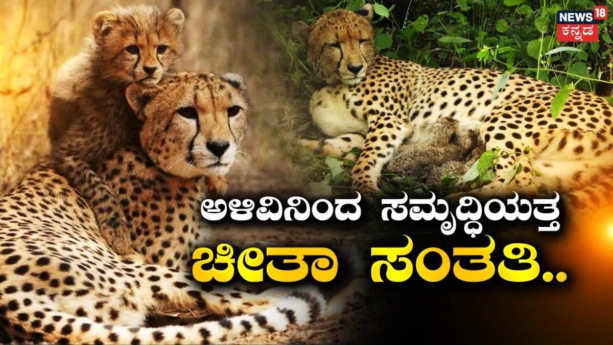Cheetah: ಅಳಿವಿನಂಚಿನಿಂದ ಪುನರಾಗಮನದತ್ತ! ಭಾರತದಲ್ಲಿ 4 ವರ್ಷದಲ್ಲಿ 52ಕ್ಕೆ ತಲುಪಿದ ನಮೀಬಿಯಾ ಚೀತಾಗಳ ಸಂಖ್ಯೆ | ರಾಷ್ಟ್ರೀಯ ಮತ್ತು ಅಂತಾರಾಷ್ಟ್ರೀಯ ಸುದ್ದಿ